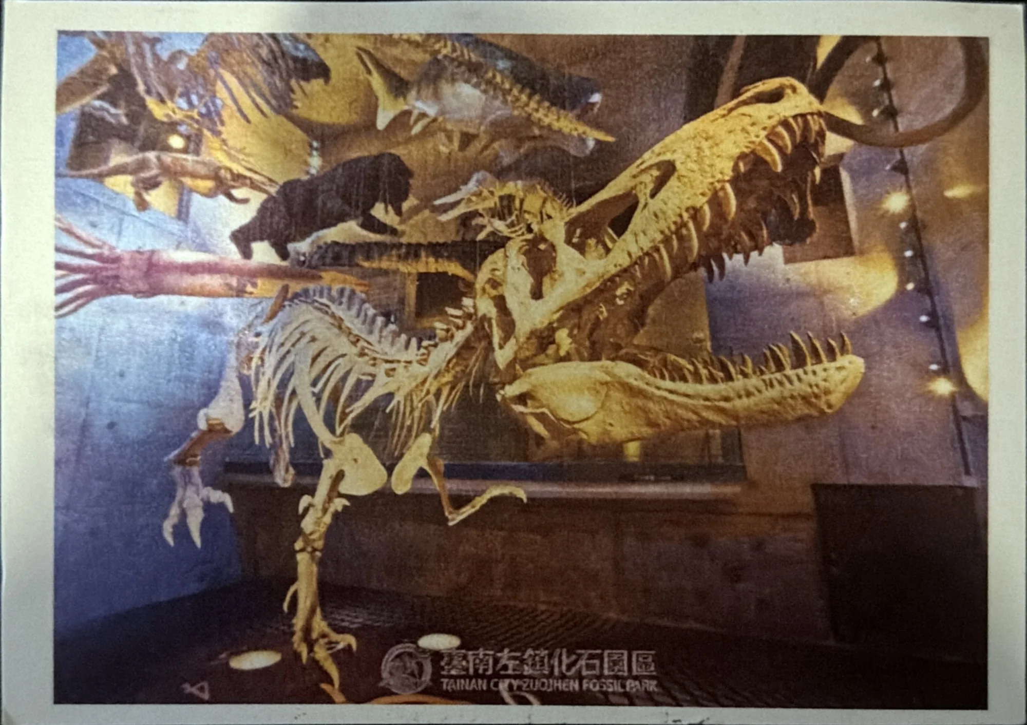 Photograph of a mounted dinosaur skeleton with open jaws in a museum hall, other fossil mounts behind.