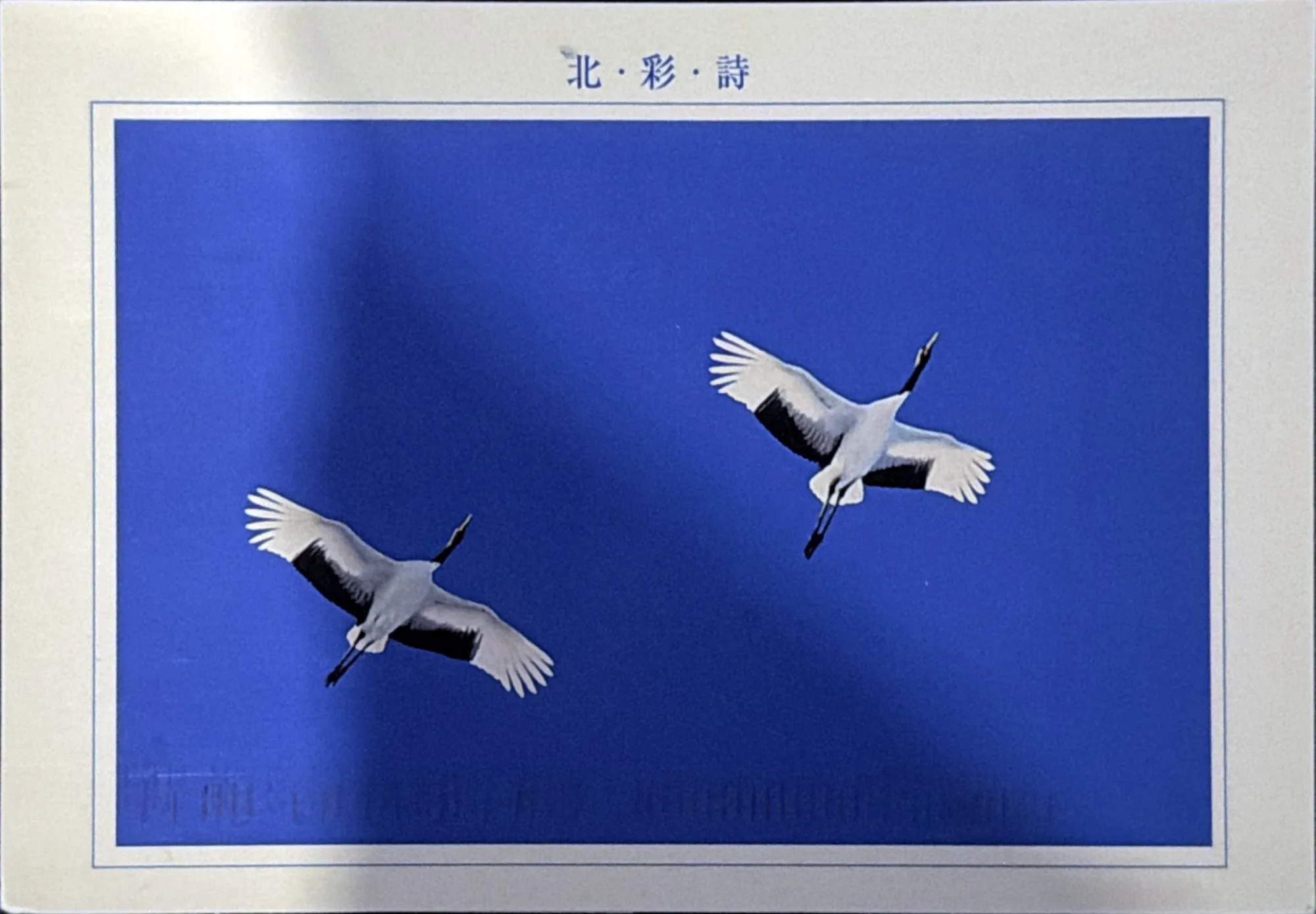 Two white cranes with black-edged wings flying against a deep blue background inside a white border.