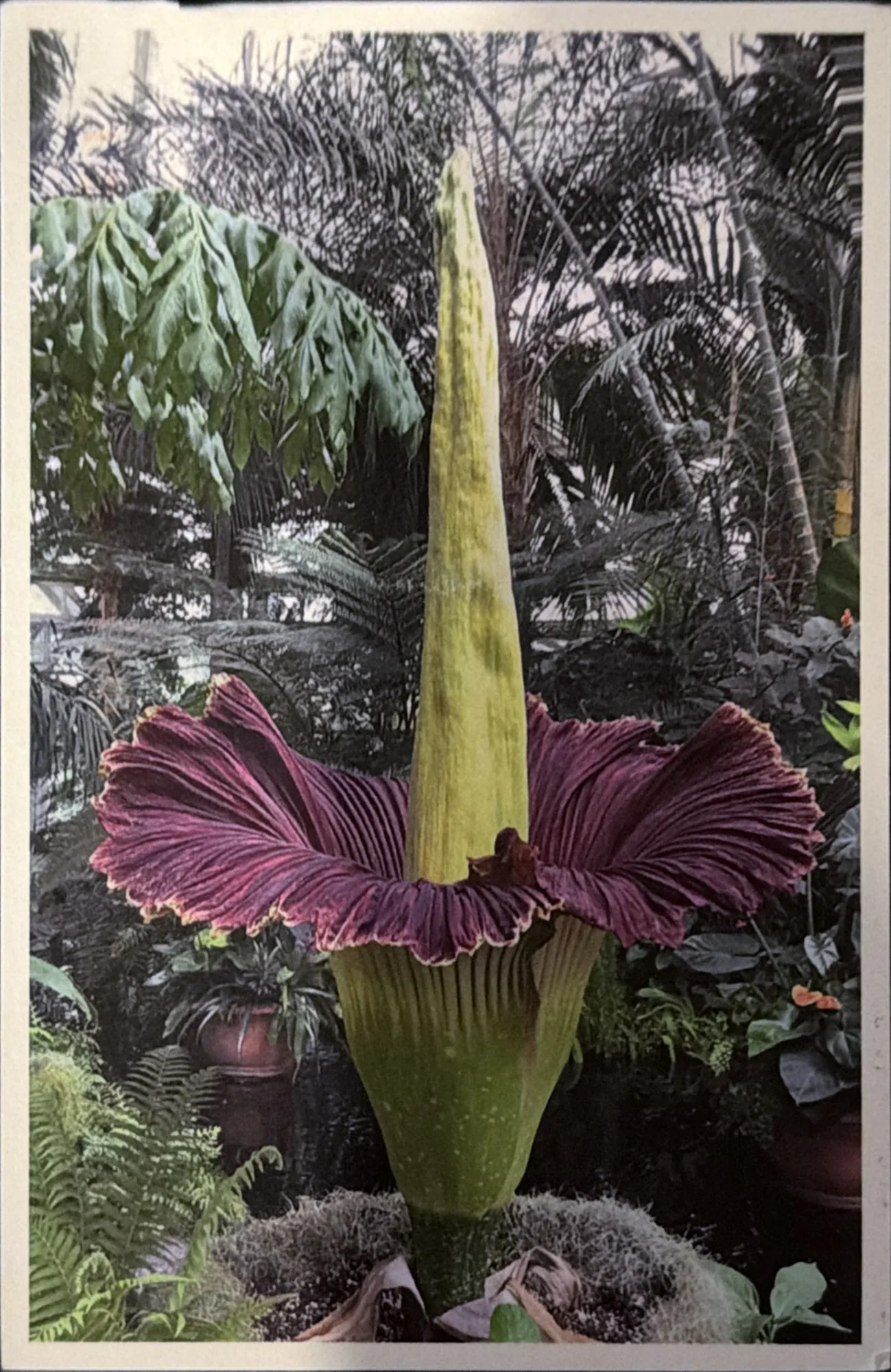 Photograph of a giant corpse flower with a tall yellow spike and a ruffled purple spathe among greenhouse palms.
